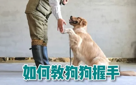 如何訓練狗狗握手