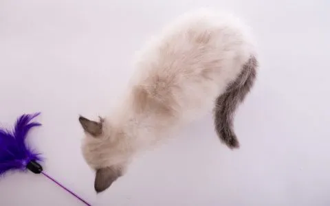 貓咪種馬尾