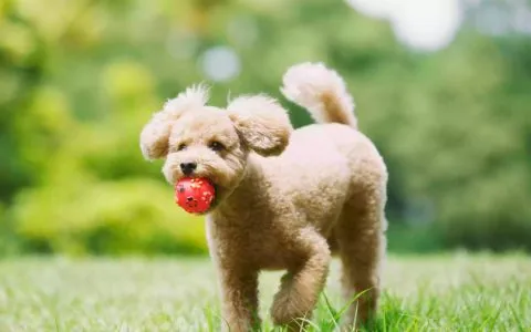 貴賓犬