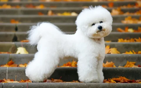 比熊犬