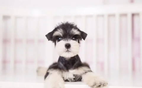 雪納瑞犬