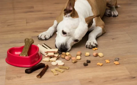 狗狗誤食巧克力怎麼辦？