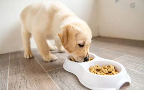 狗狗餵食時間表，你做對了嗎？