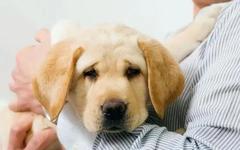 狗狗胰腺炎，你該知道的事
