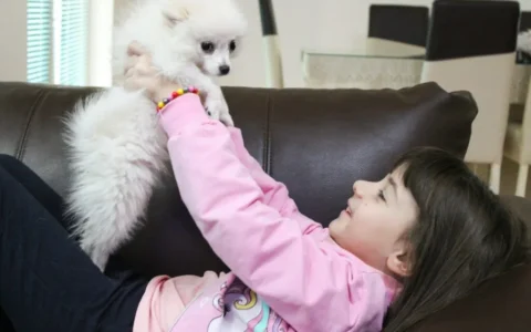 博美犬訓練指南，讓你的狗狗更聽話！