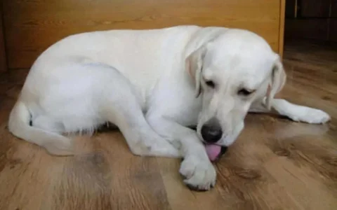 狗狗為什麼愛舔腳？