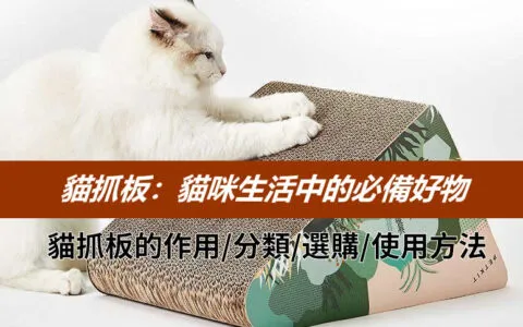 貓抓板：貓咪生活中的必備好物