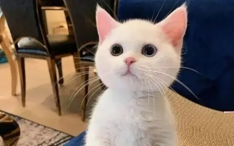 鏟屎官必看！從毛色猜猜你家貓咪的性格，準不準呢？