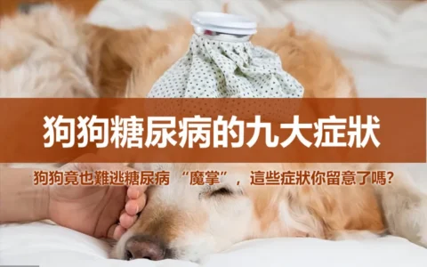 狗狗竟也難逃糖尿病 “魔掌”，這些症狀你留意了嗎？