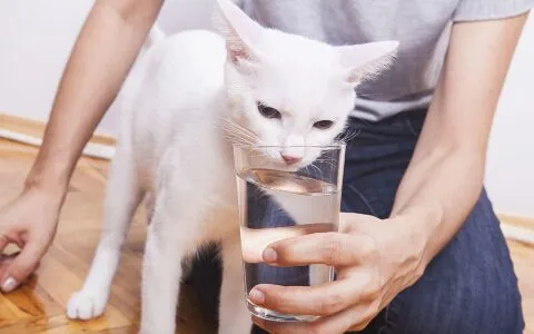 貓咪不愛喝水怎麼辦？七招應對貓咪飲水不足，守護喵星健康