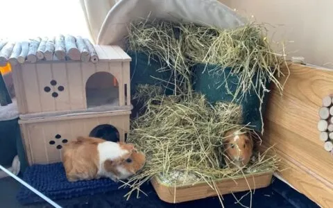 天竺鼠飼養指南
