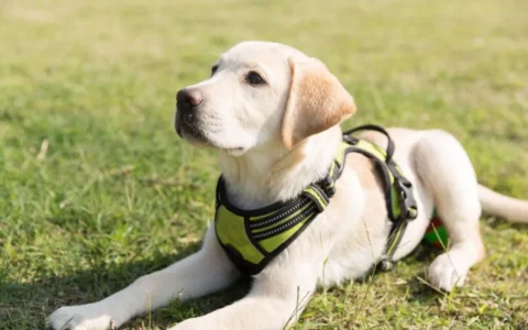 拉布拉多犬：品種特性、飼養護理與健康指南
