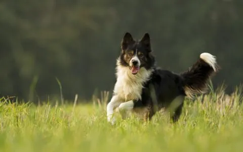 邊境牧羊犬
