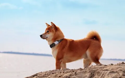 柴犬