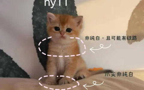 金漸層顏色色號全解析