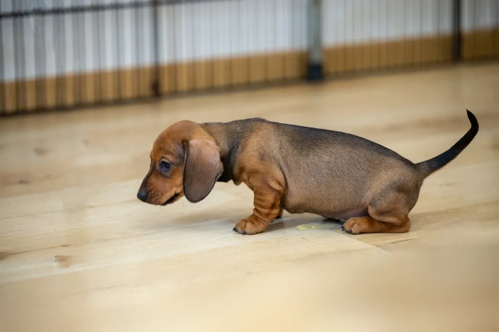 如何訓練臘腸犬