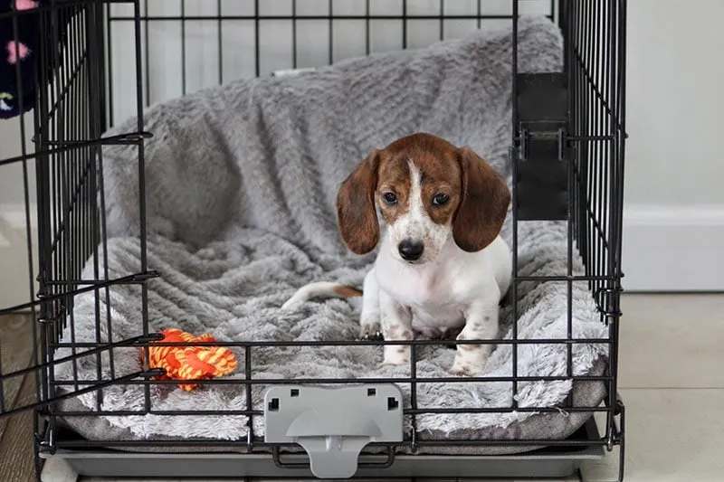 在籠子裡的臘腸犬