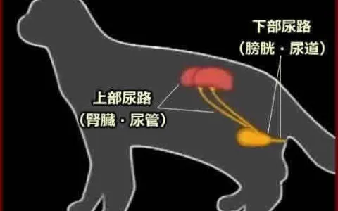 貓下泌尿道症候群的病理、症狀、原因和治療方法