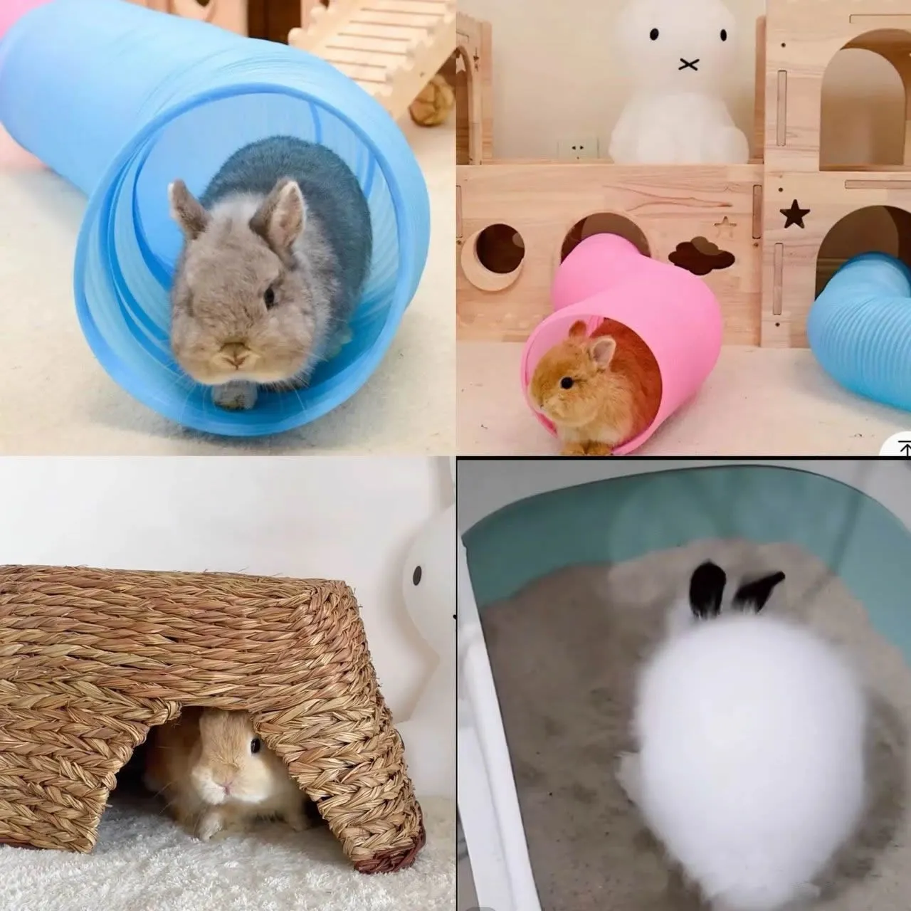 荷蘭侏儒兔飼養手冊，科學餵養才能保證健康