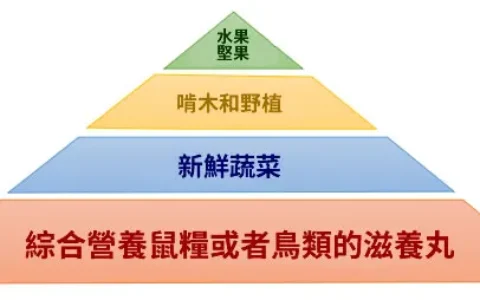 松鼠科學飼養指南：從飲食到健康全攻略