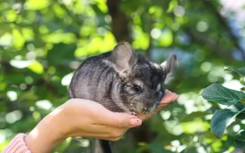 龍貓飼養攻略：掌握科學飲食，預防疾病繁體指南