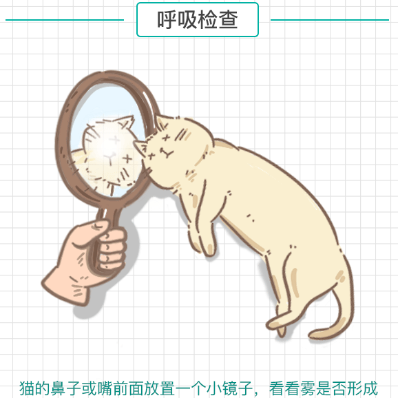 貓咪呼吸檢查