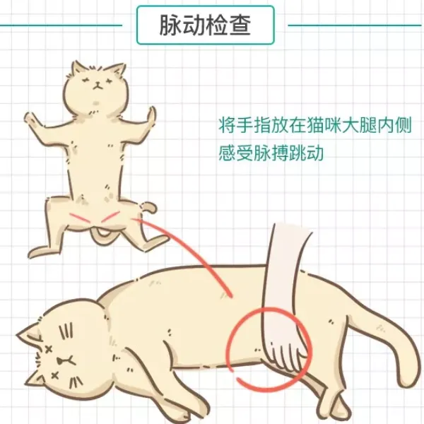 貓咪脈動檢查