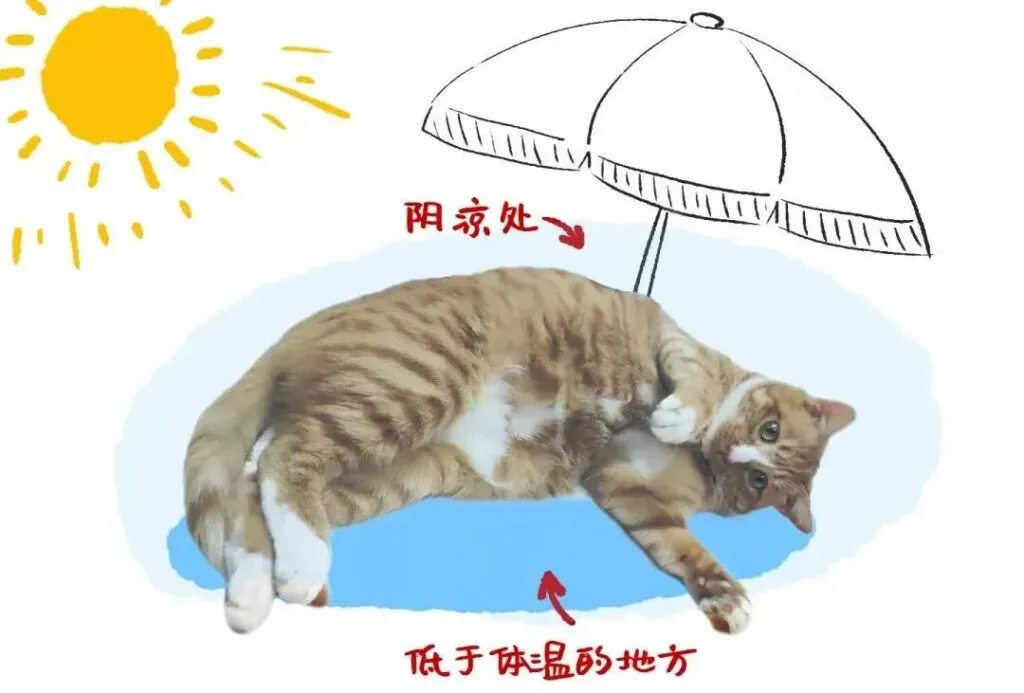 貓咪中暑怎麼辦